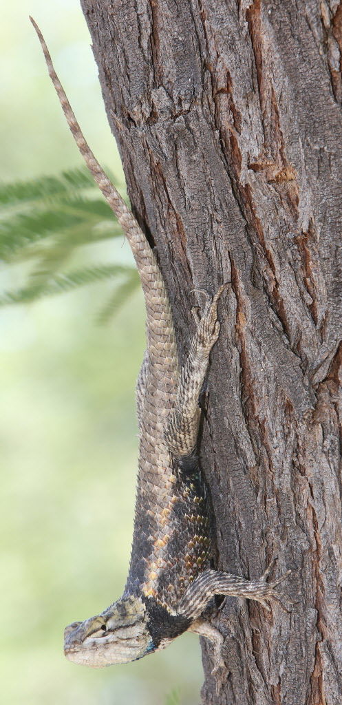 Lizard